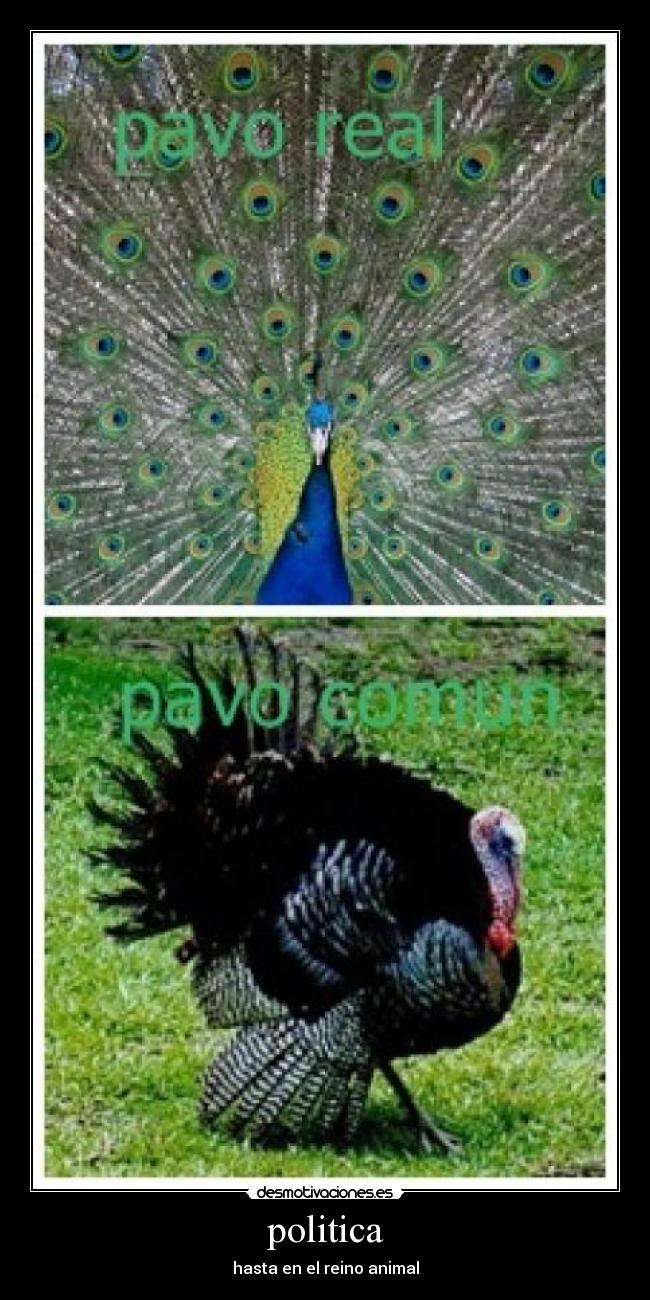 politica - hasta en el reino animal