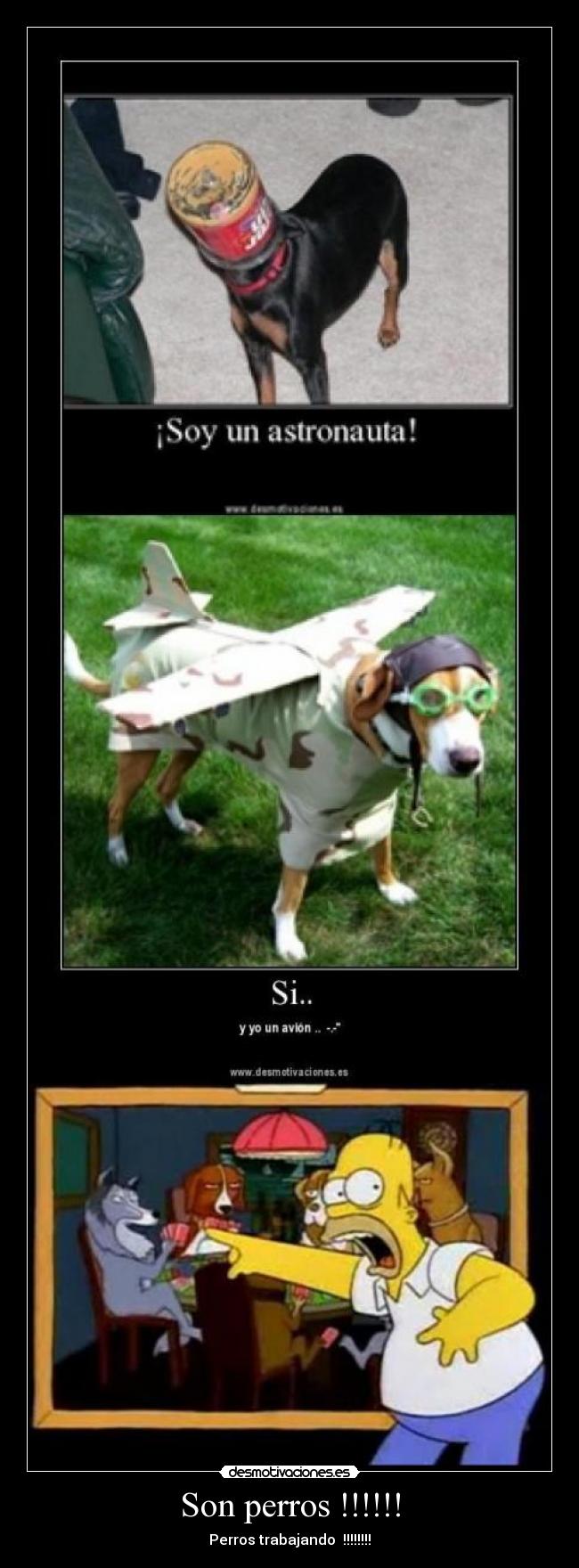Son perros !!!!!! - Perros trabajando  !!!!!!!!