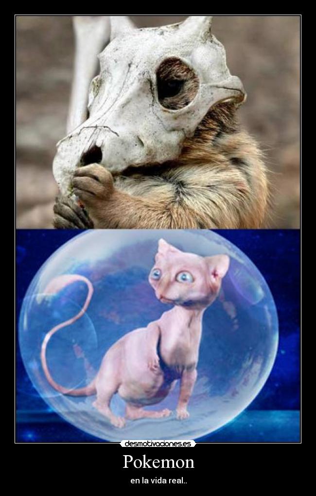 carteles pokemon ertgki desmotivaciones