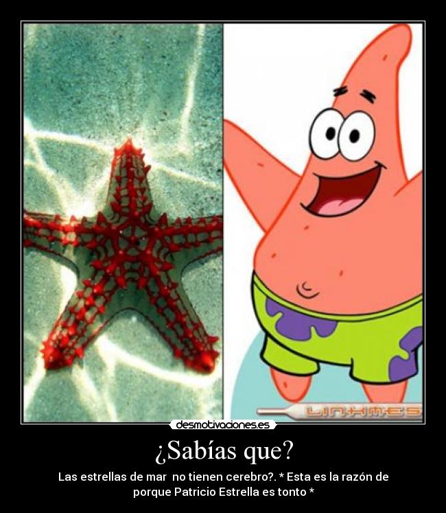 ¿Sabías que? - Las estrellas de mar  no tienen cerebro?. * Esta es la razón de
porque Patricio Estrella es tonto *