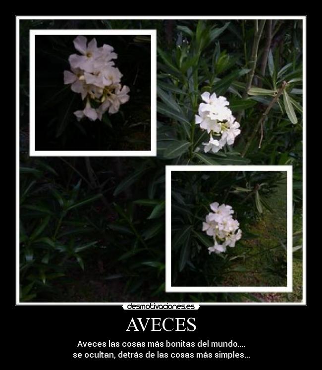 AVECES -