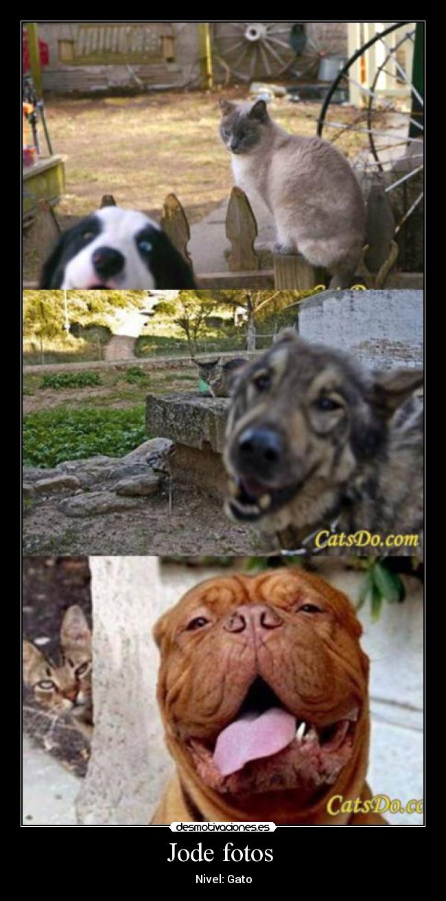 Jode fotos - Nivel: Gato
