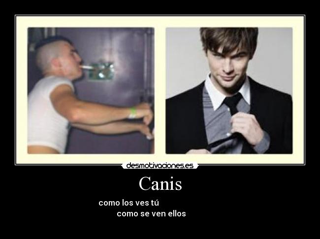 Canis -