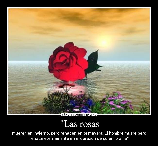 Las rosas - mueren en invierno, pero renacen en primavera. El hombre muere pero
renace eternamente en el corazón de quien lo ama