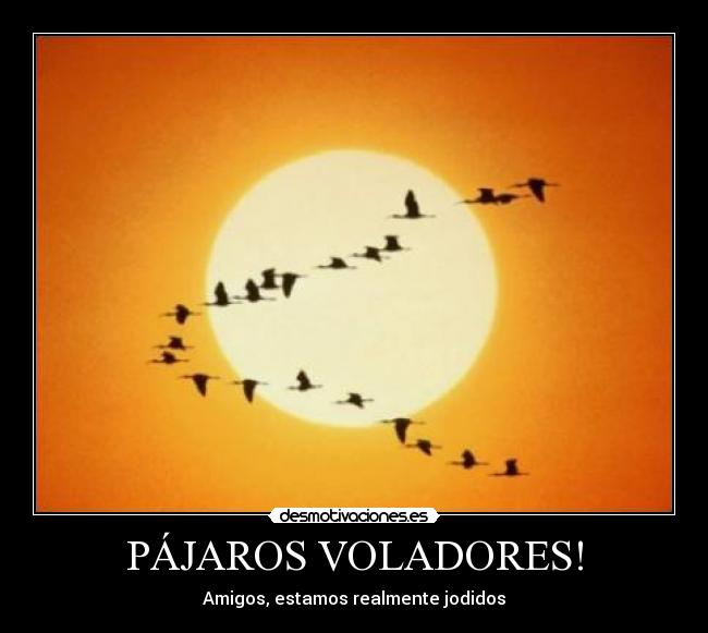 PÁJAROS VOLADORES! - Amigos, estamos realmente jodidos