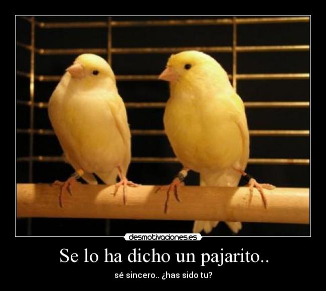 Se lo ha dicho un pajarito.. - 