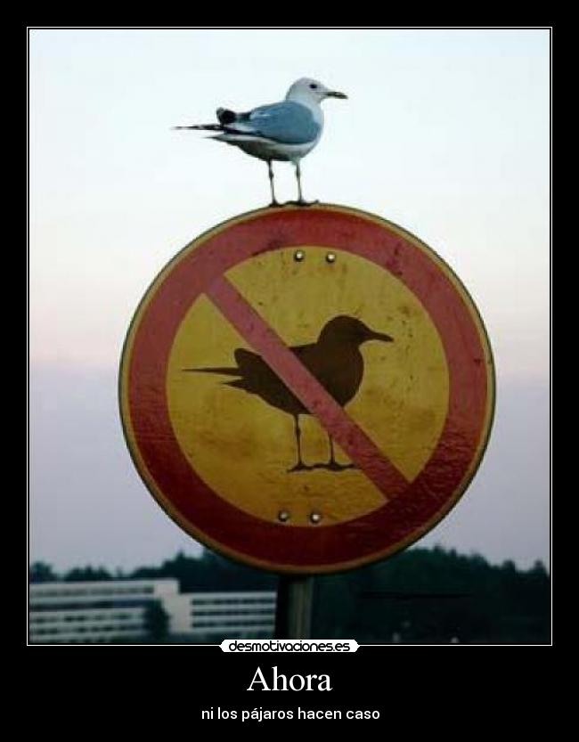 Ahora - ni los pájaros hacen caso