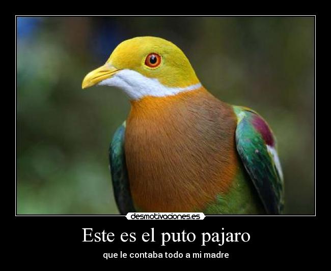 Este es el puto pajaro - 