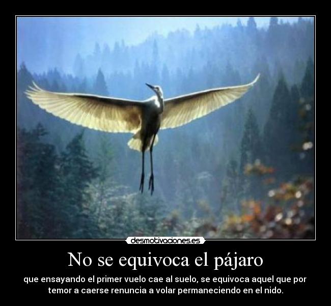 No se equivoca el pájaro - que ensayando el primer vuelo cae al suelo, se equivoca aquel que por 
temor a caerse renuncia a volar permaneciendo en el nido.