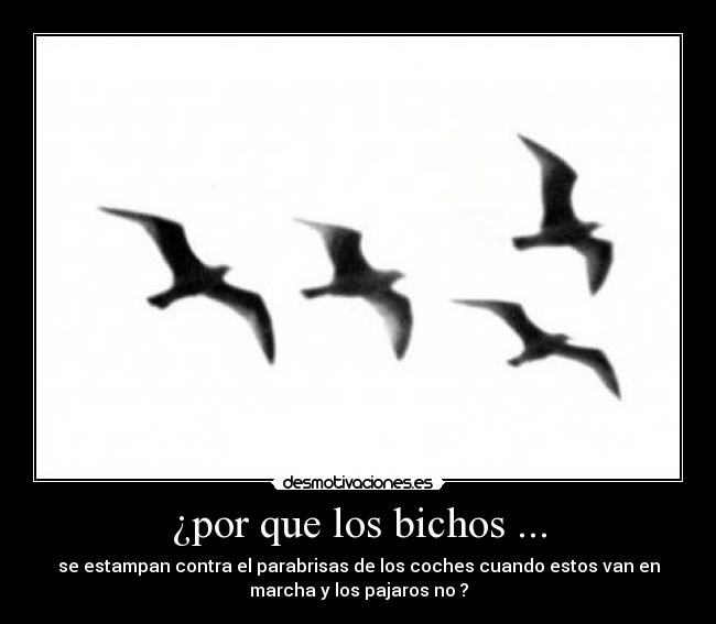 ¿por que los bichos ... - se estampan contra el parabrisas de los coches cuando estos van en
marcha y los pajaros no ?