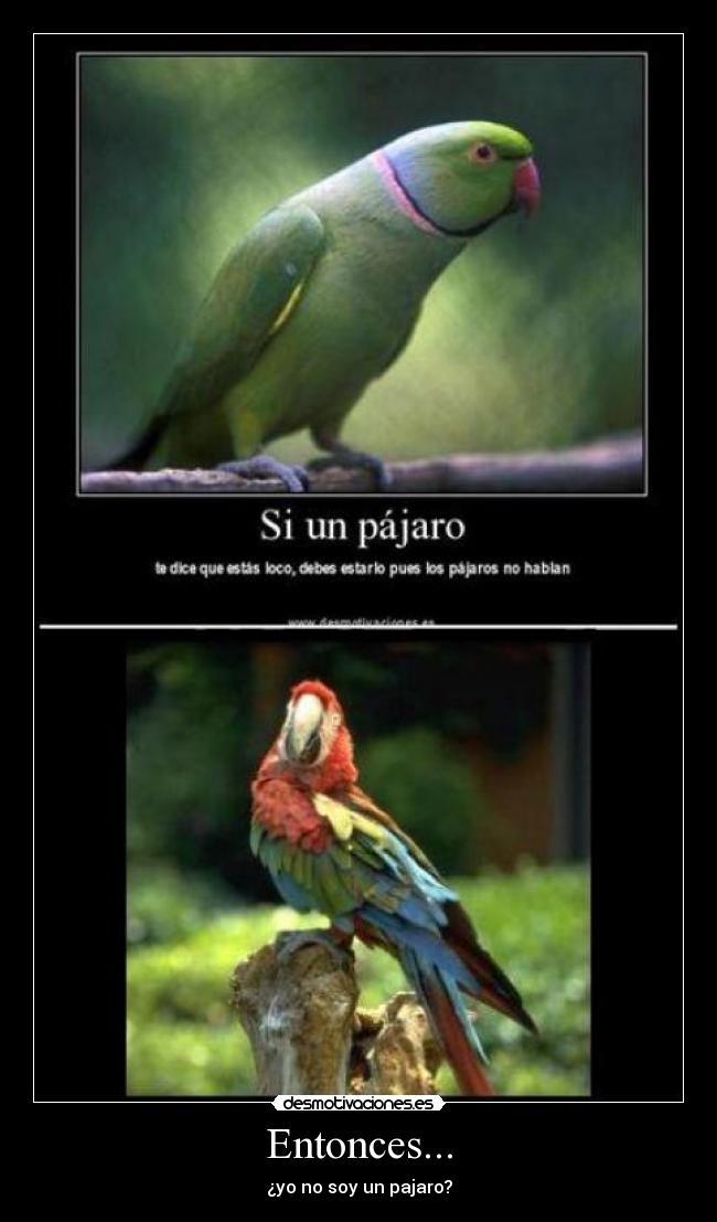 Entonces... - ¿yo no soy un pajaro?