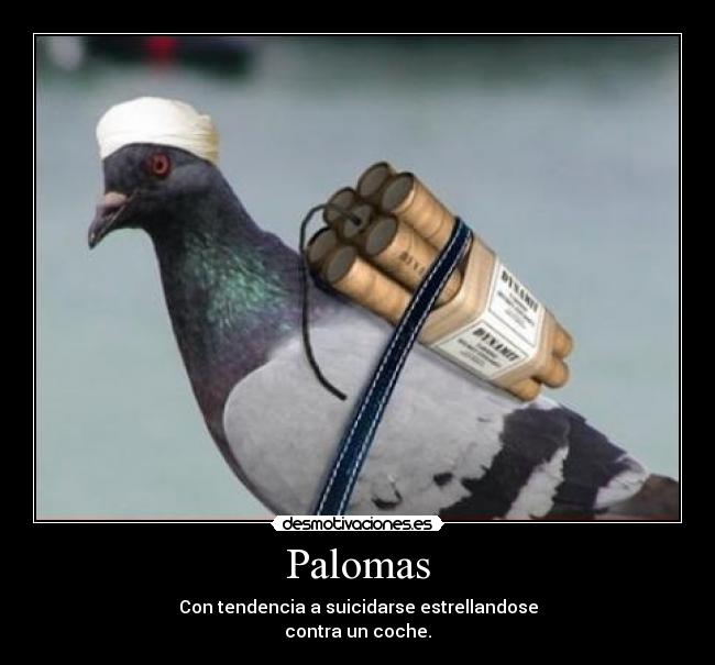 Palomas -