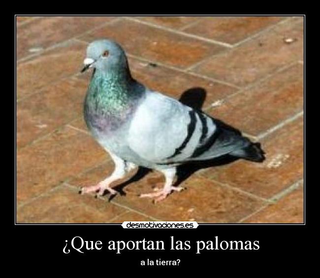 ¿Que aportan las palomas -