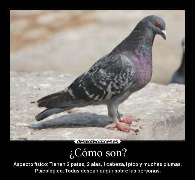 ¿Cómo son? -