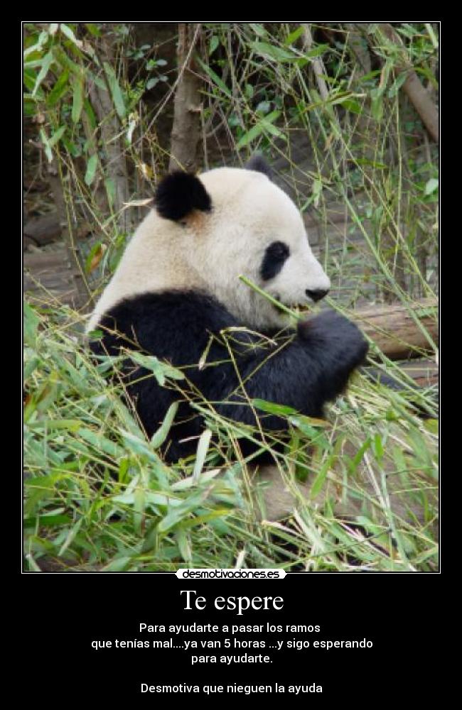 Te espere - Para ayudarte a pasar los ramos
que tenías mal....ya van 5 horas ...y sigo esperando
para ayudarte.
Desmotiva que nieguen la ayuda
