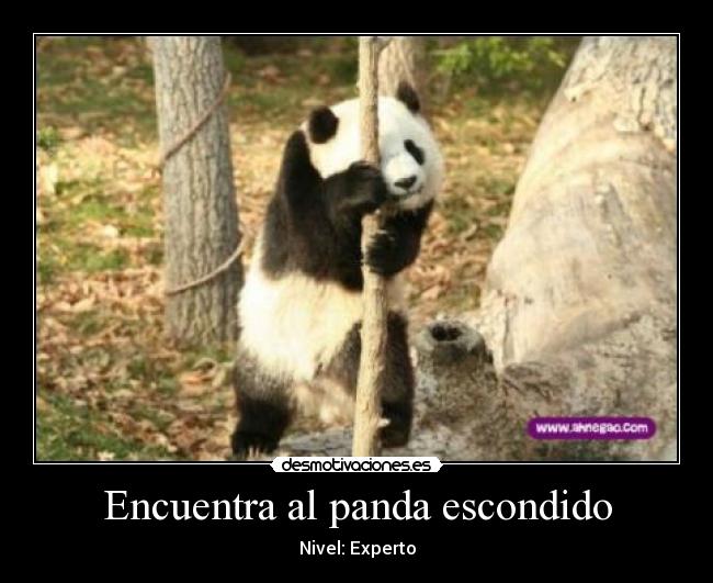 Encuentra al panda escondido - 