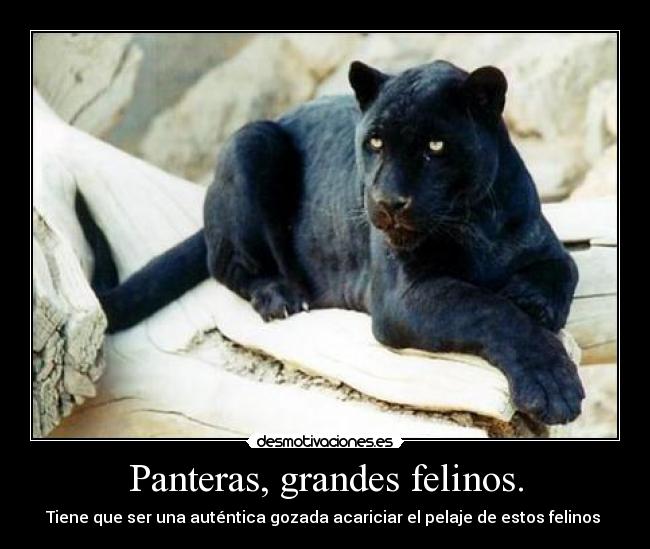 Panteras, grandes felinos. - Tiene que ser una auténtica gozada acariciar el pelaje de estos felinos ♥
