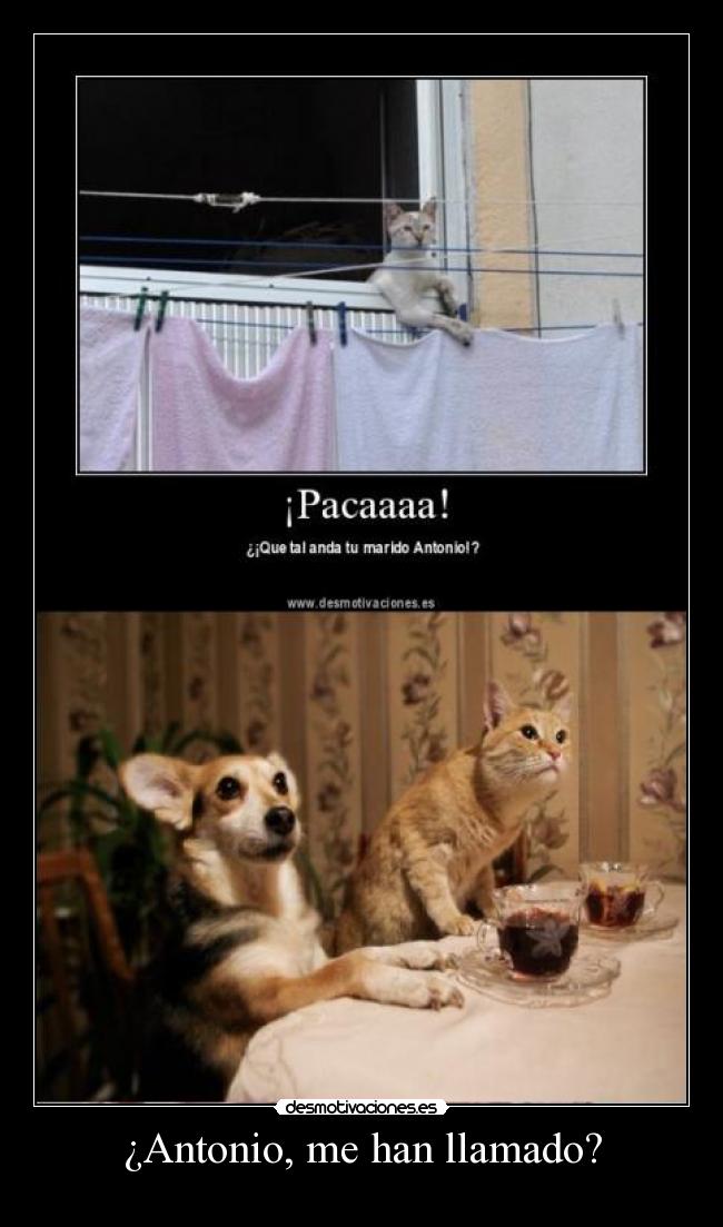 carteles gatos desmotivaciones