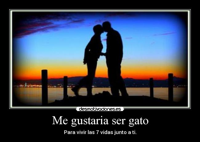 carteles gatovidaamor desmotivaciones