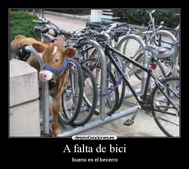 A falta de bici - bueno es el becerro