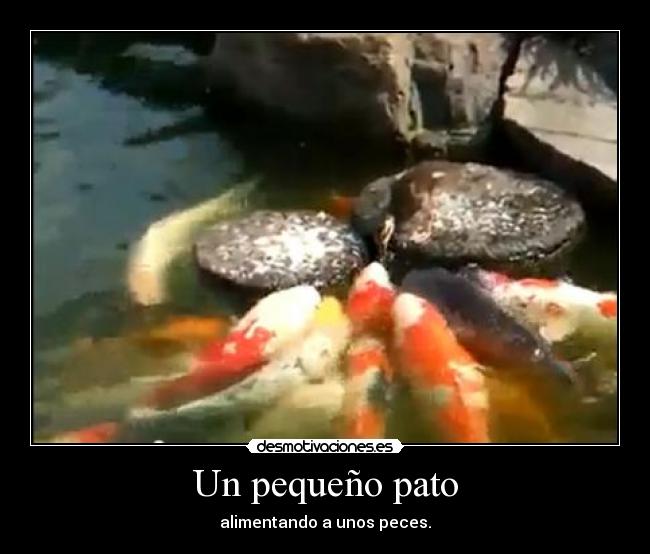 Un pequeño pato - alimentando a unos peces.