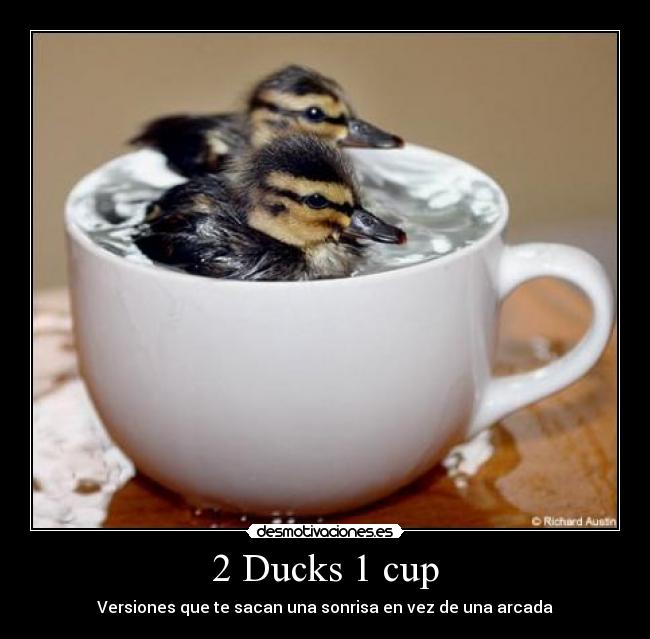 2 Ducks 1 cup -