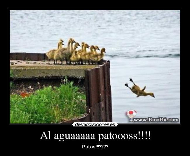 Al aguaaaaa patoooss!!!! - 