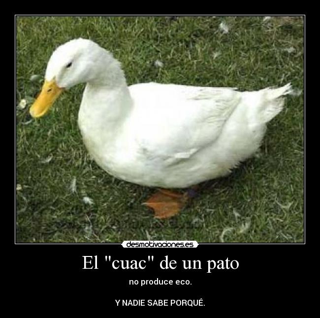 El cuac de un pato - no produce eco.
Y NADIE SABE PORQUÉ.