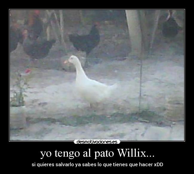 yo tengo al pato Willix... - si quieres salvarlo ya sabes lo que tienes que hacer xDD