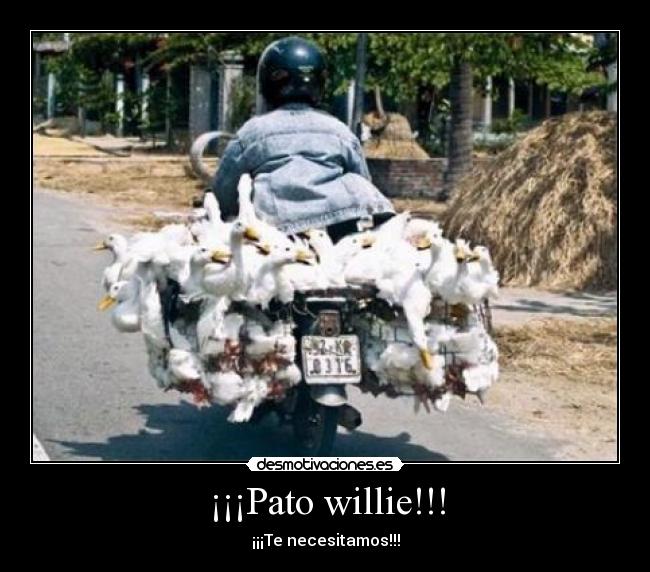 ¡¡¡Pato willie!!! -