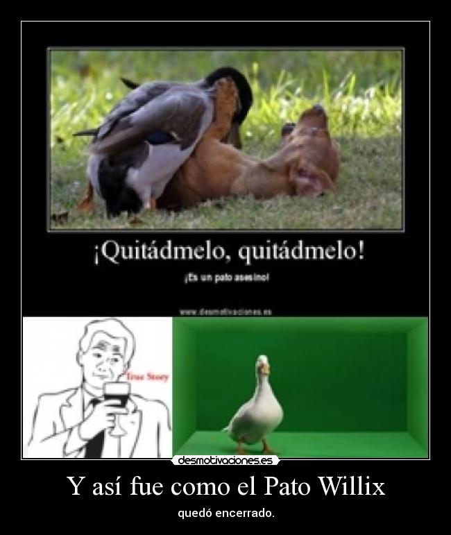 Y así fue como el Pato Willix -