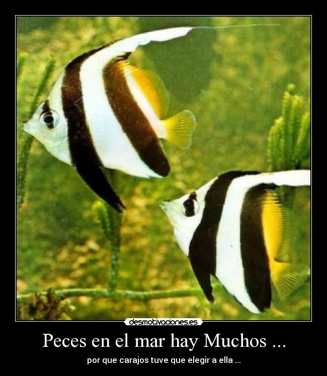 Peces en el mar hay Muchos ... -