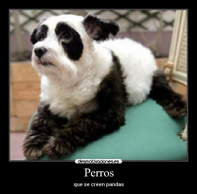 carteles perros desmotivaciones