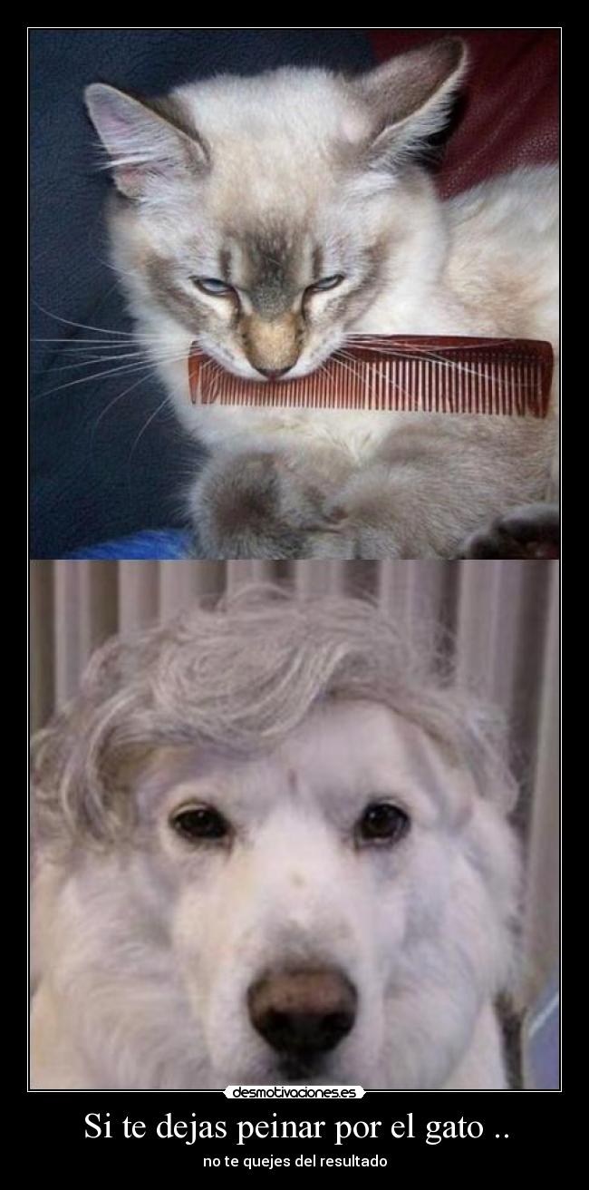 Si te dejas peinar por el gato .. -