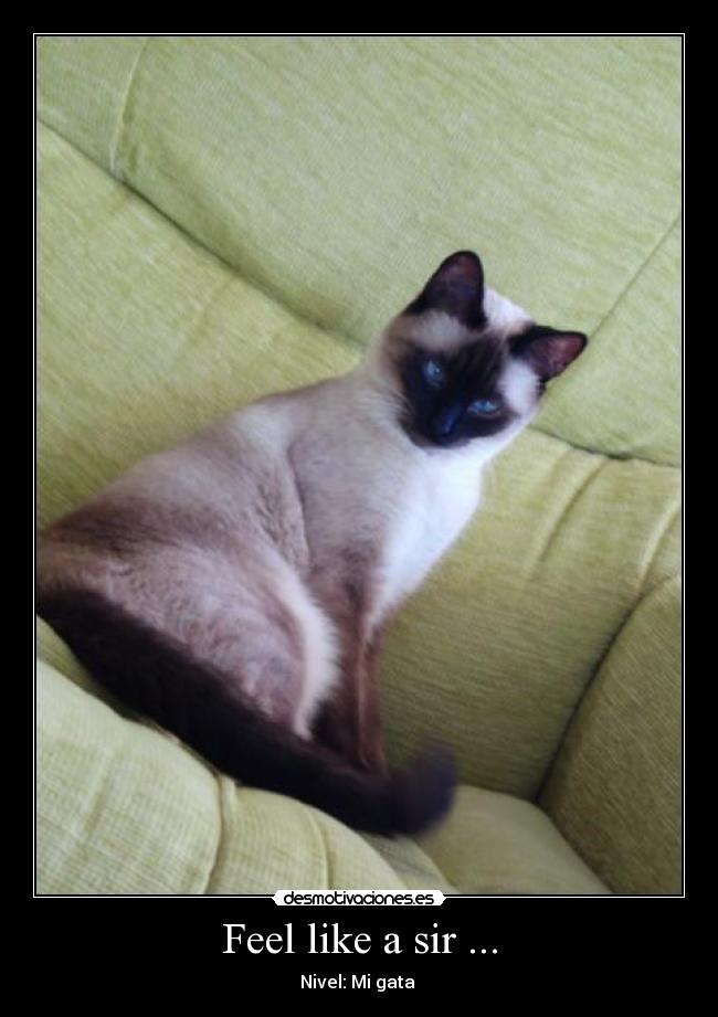 Feel like a sir ... - Nivel: Mi gata 
