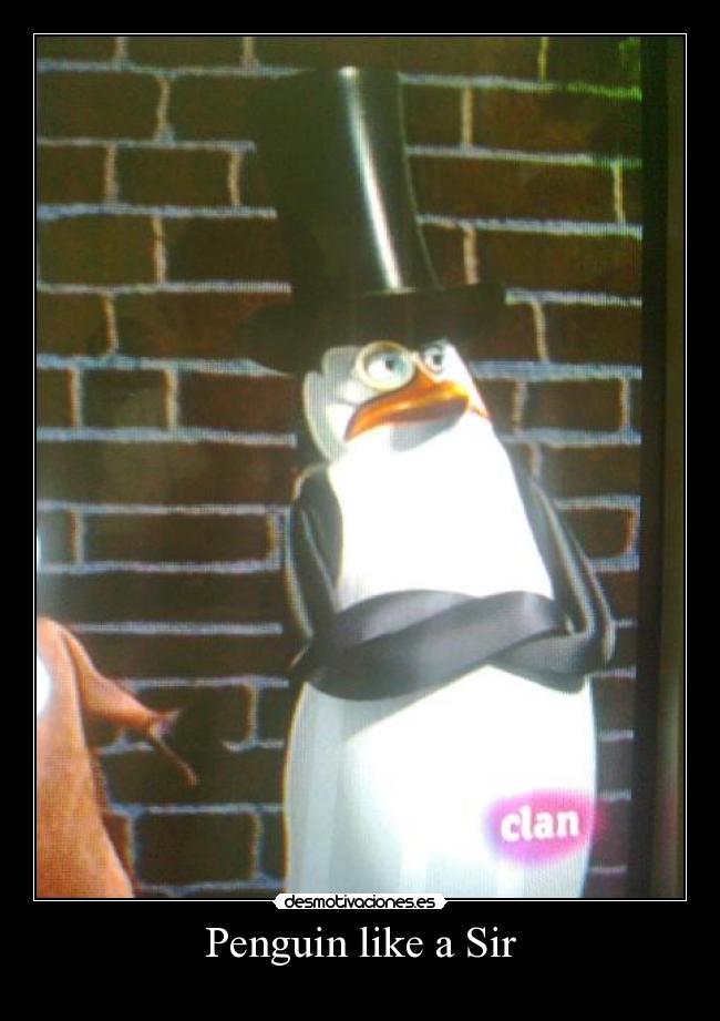 carteles penguin pinguino pinguinos madagascar clan feel like sir kowalski troll desmotivaciones
