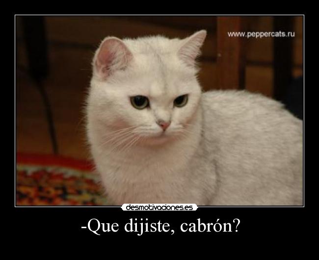 -Que dijiste, cabrón? - 