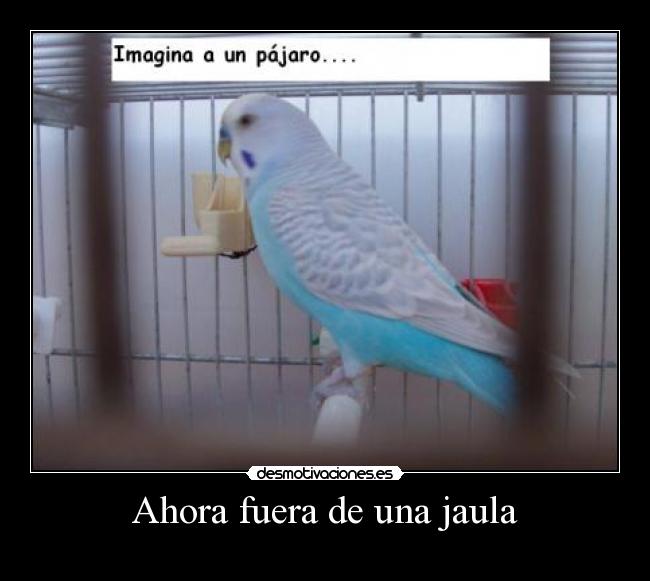 Ahora fuera de una jaula - 