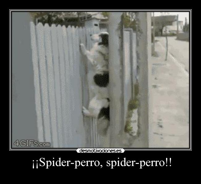 ¡¡Spider-perro, spider-perro!! - 