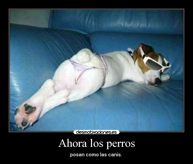 Ahora los perros - posan como las canis. 