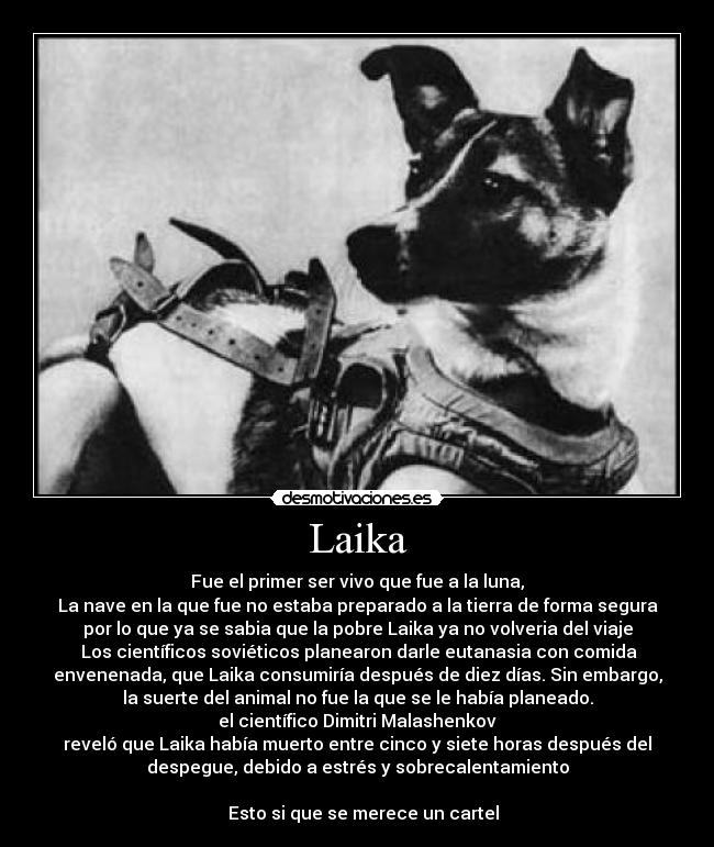 Laika - Fue el primer ser vivo que fue a la luna,
La nave en la que fue no estaba preparado a la tierra de forma segura
por lo que ya se sabia que la pobre Laika ya no volveria del viaje
 Los científicos soviéticos planearon darle eutanasia con comida
envenenada, que Laika consumiría después de diez días. Sin embargo,
la suerte del animal no fue la que se le había planeado.
el científico Dimitri Malashenkov
reveló que Laika había muerto entre cinco y siete horas después del
despegue, debido a estrés y sobrecalentamiento

   Esto si que se merece un cartel