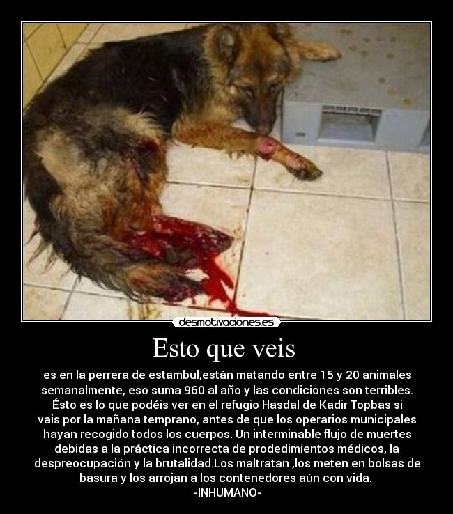 Esto que veis  - es en la perrera de estambul,están matando entre 15 y 20 animales
semanalmente, eso suma 960 al año y las condiciones son terribles.
Ésto es lo que podéis ver en el refugio Hasdal de Kadir Topbas si
vais por la mañana temprano, antes de que los operarios municipales
hayan recogido todos los cuerpos. Un interminable flujo de muertes
debidas a la práctica incorrecta de prodedimientos médicos, la
despreocupación y la brutalidad.Los maltratan ,los meten en bolsas de
basura y los arrojan a los contenedores aún con vida. 
-INHUMANO-