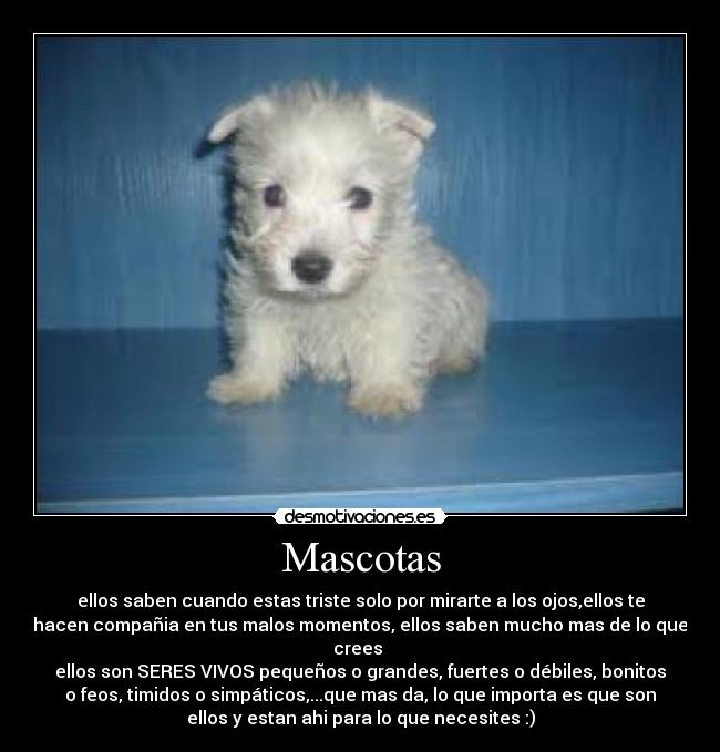 Mascotas - ellos saben cuando estas triste solo por mirarte a los ojos,ellos te
hacen compañia en tus malos momentos, ellos saben mucho mas de lo que
crees
ellos son SERES VIVOS pequeños o grandes, fuertes o débiles, bonitos
o feos, timidos o simpáticos,...que mas da, lo que importa es que son
ellos y estan ahi para lo que necesites :)