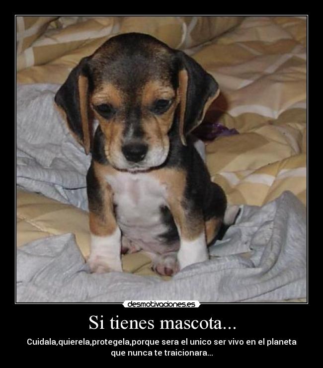 Si tienes mascota... -