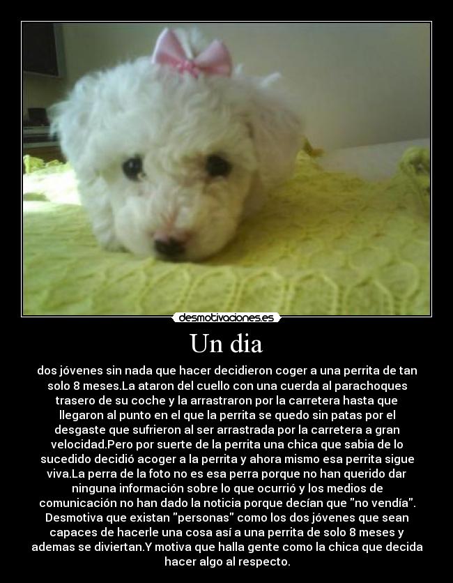 Un dia - dos jóvenes sin nada que hacer decidieron coger a una perrita de tan
solo 8 meses.La ataron del cuello con una cuerda al parachoques
trasero de su coche y la arrastraron por la carretera hasta que
llegaron al punto en el que la perrita se quedo sin patas por el
desgaste que sufrieron al ser arrastrada por la carretera a gran
velocidad.Pero por suerte de la perrita una chica que sabia de lo
sucedido decidió acoger a la perrita y ahora mismo esa perrita sigue
viva.La perra de la foto no es esa perra porque no han querido dar
ninguna información sobre lo que ocurrió y los medios de
comunicación no han dado la noticia porque decían que no vendía.
Desmotiva que existan personas como los dos jóvenes que sean
capaces de hacerle una cosa así a una perrita de solo 8 meses y
ademas se diviertan.Y motiva que halla gente como la chica que decida
hacer algo al respecto.