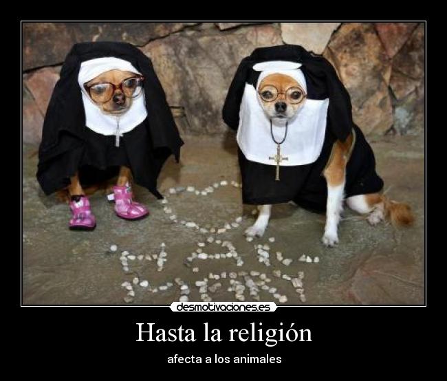 Hasta la religión - afecta a los animales