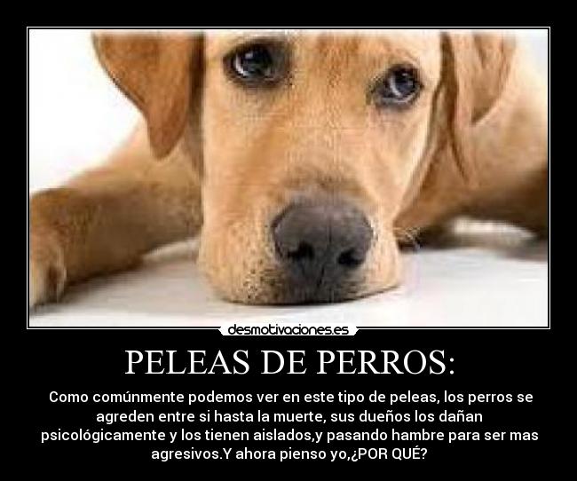 PELEAS DE PERROS: -  Como comúnmente podemos ver en este tipo de peleas, los perros se
agreden entre si hasta la muerte, sus dueños los dañan
psicológicamente y los tienen aislados,y pasando hambre para ser mas
agresivos.Y ahora pienso yo,¿POR QUÉ?