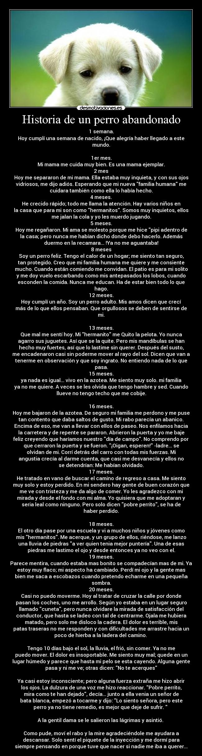 Historia de un perro abandonado -