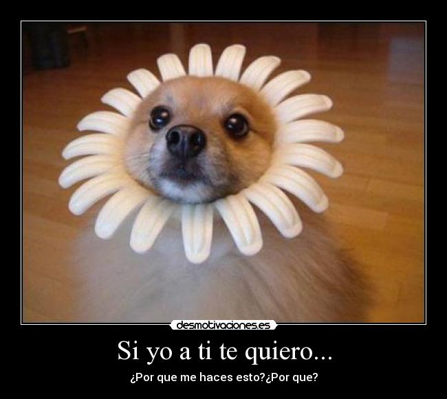Si yo a ti te quiero... - ¿Por que me haces esto?¿Por que?