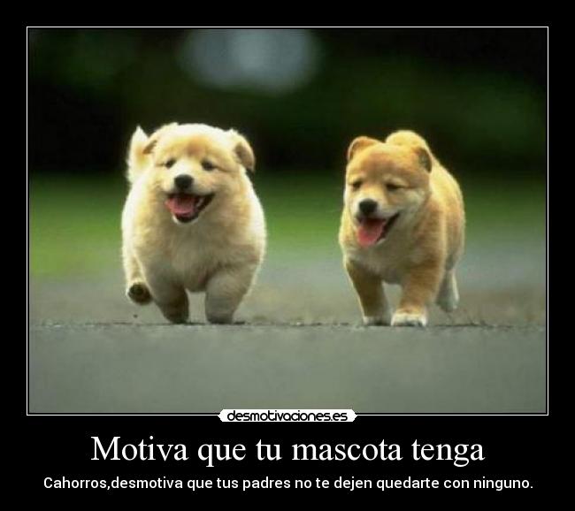 Motiva que tu mascota tenga - Cahorros,desmotiva que tus padres no te dejen quedarte con ninguno.